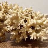 Ancient coral