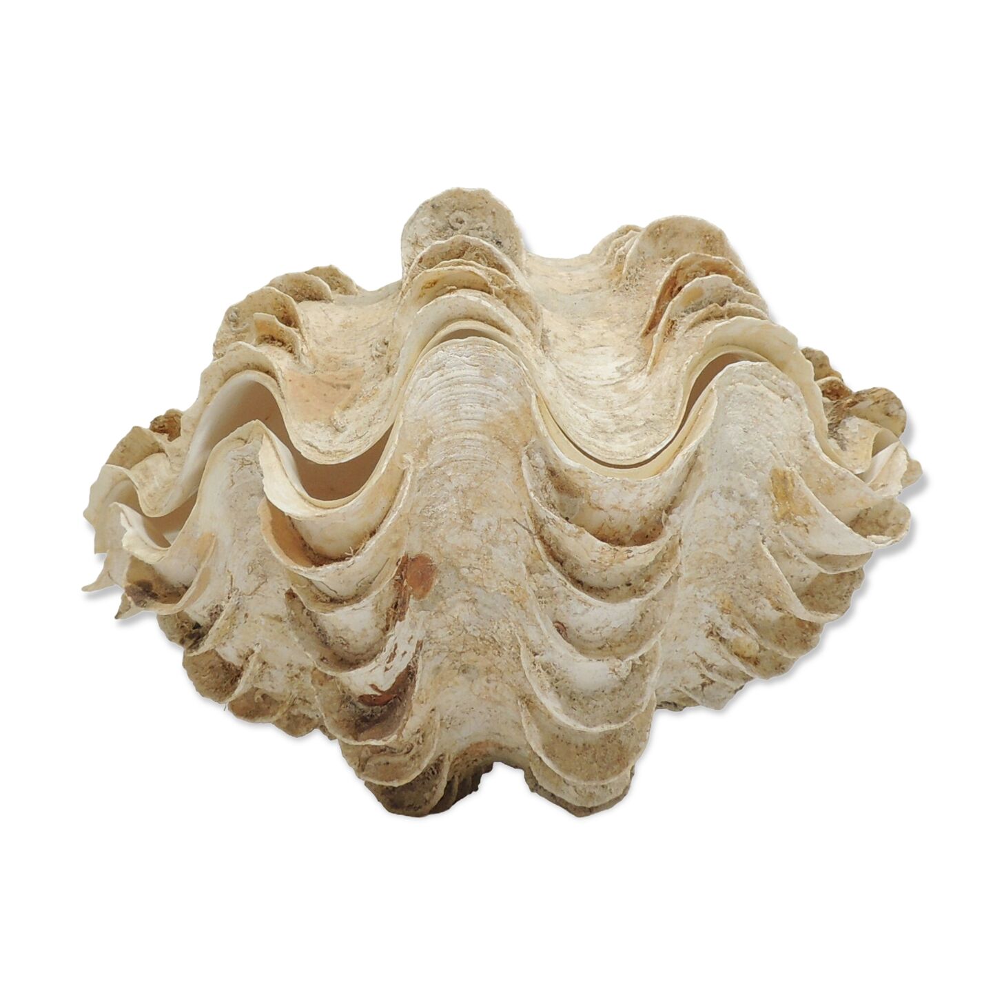 Clamshell geant/clam/Collectible shell/aquarium