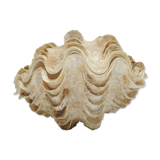 Clamshell geant/clam/Collectible shell/aquarium