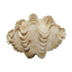 Clamshell geant/clam/Collectible shell/aquarium