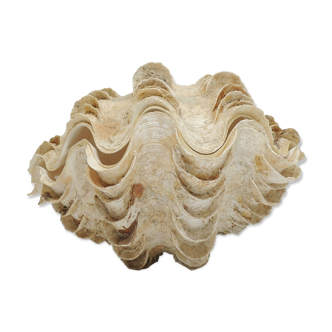 Clamshell geant/clam/Collectible shell/aquarium
