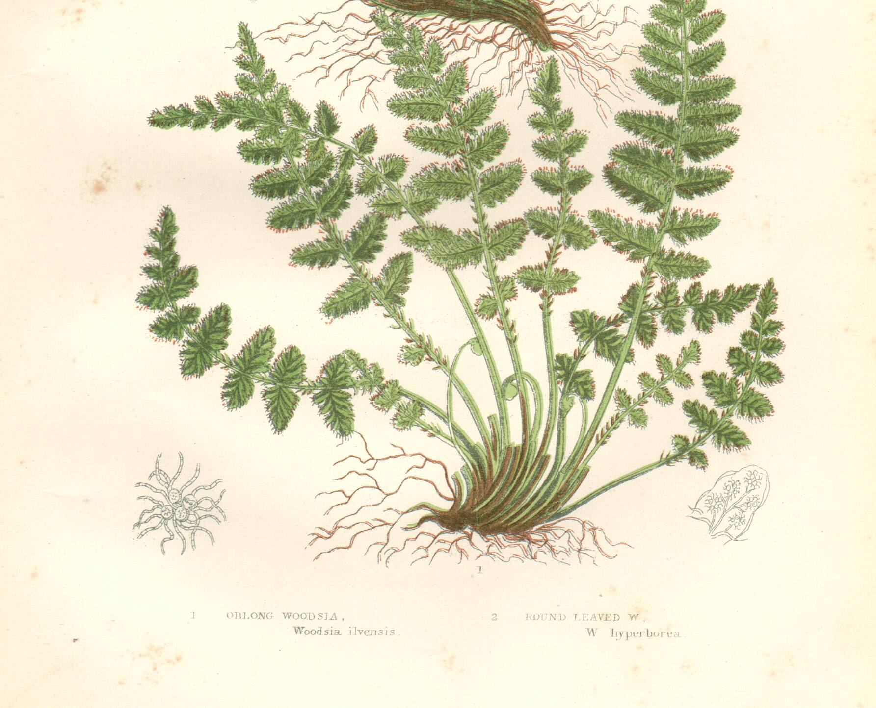 Gravure botanique ancienne 1889 - Fougères Woodsia par A. Pratt - nature