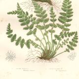 Gravure botanique ancienne 1889 - Fougères Woodsia par A. Pratt - nature