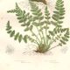 Antique botanical engraving, 1889 - Woodsia ferns by A. Pratt - nature