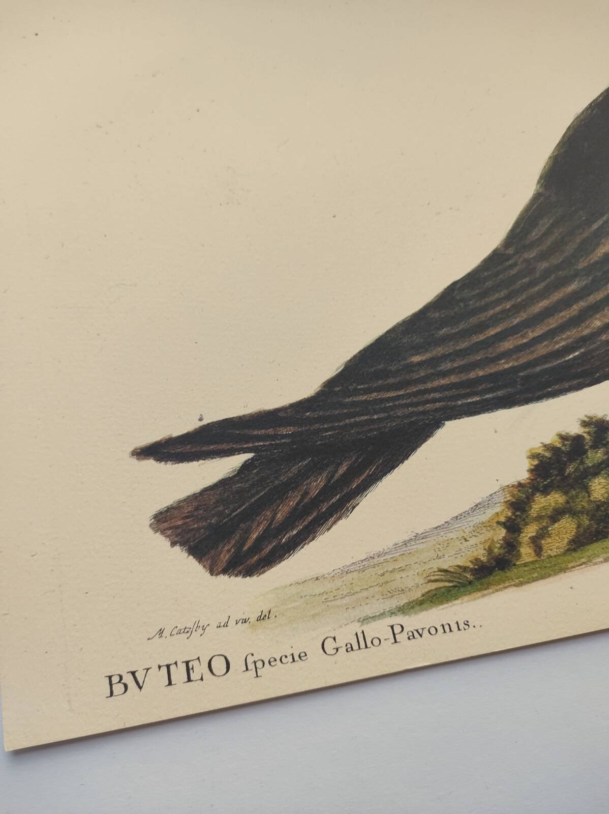 Illustration from 1973 - Peafowl Buzzard - Bird fauna plate
