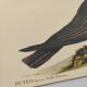 Illustration from 1973 - Peafowl Buzzard - Bird fauna plate