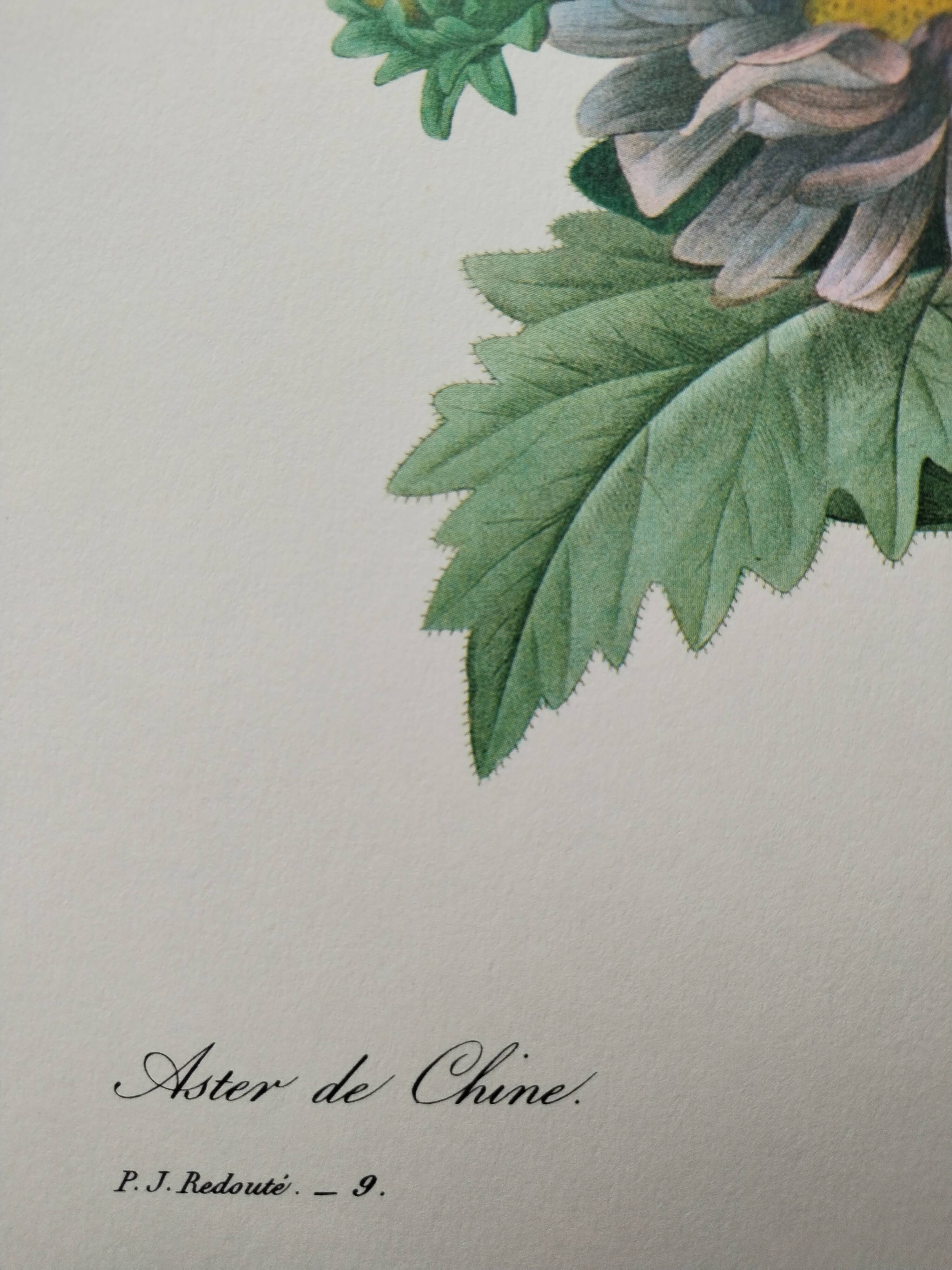 Planche illustrée originale Aster de Chine