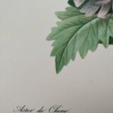Planche illustrée originale Aster de Chine