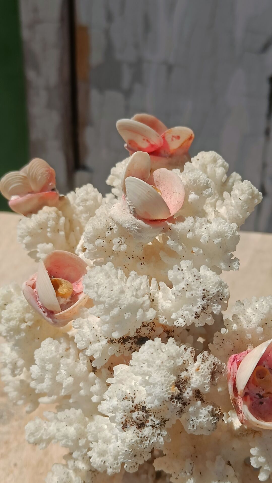 White coral tree with shell