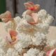 White coral tree with shell