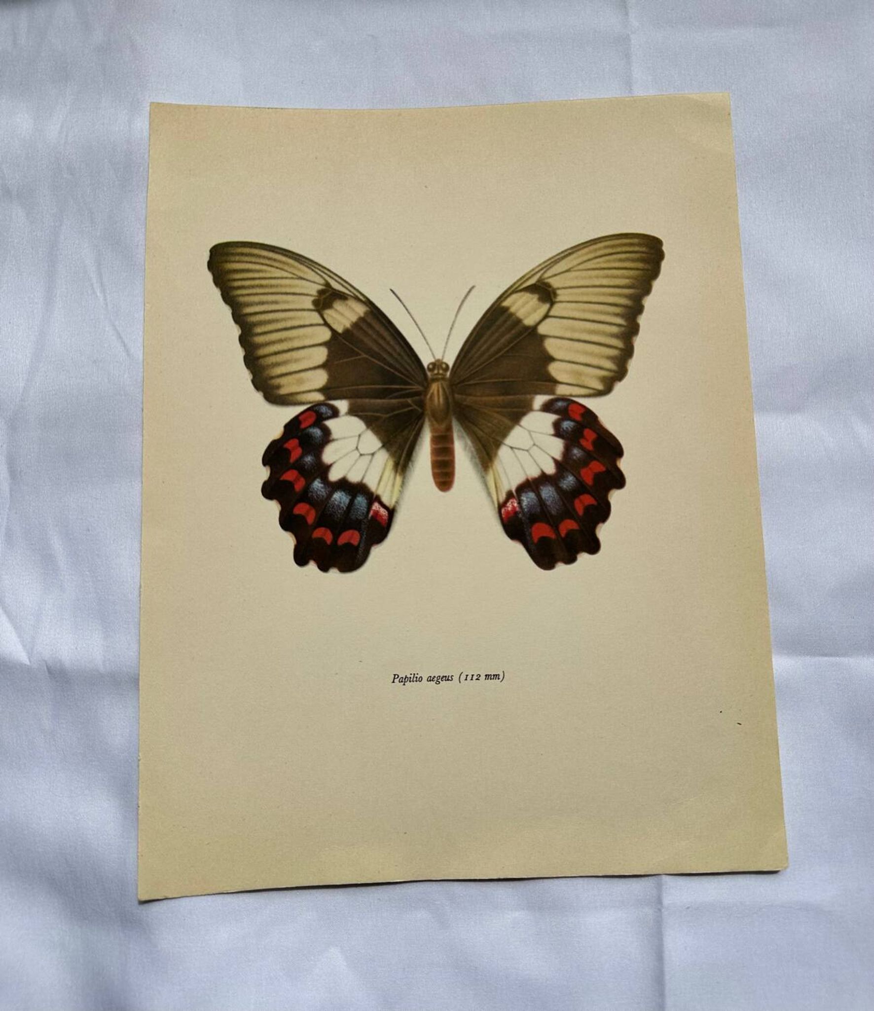 Old butterfly engraving vintage botanical plate etching naturalistic