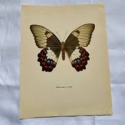 Old butterfly engraving vintage botanical plate etching naturalistic