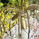 Magnificent Cascade Chandelier in Brass & Crystal Glass 1970s Vintage