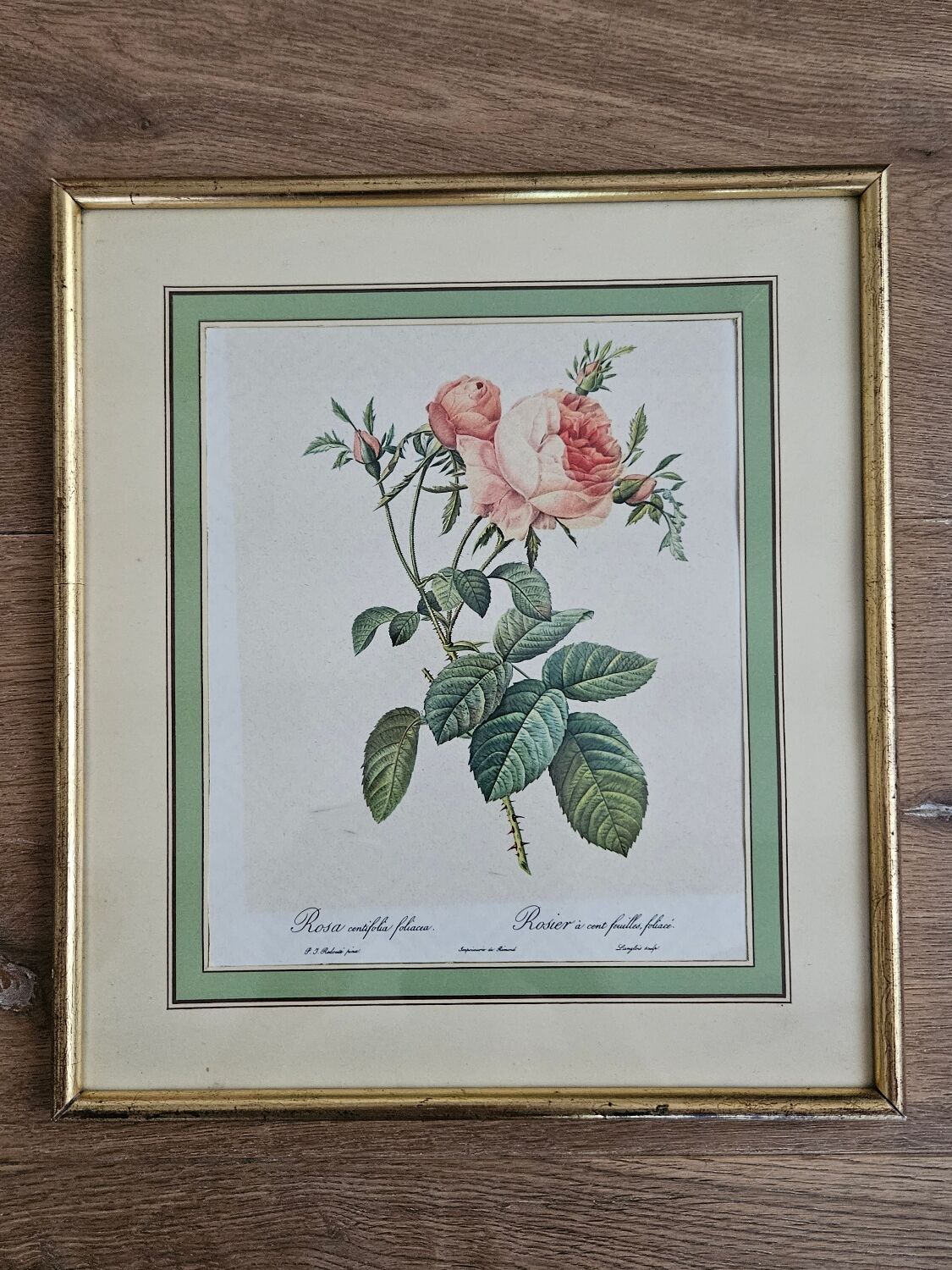 Framed lithograph under glass Rosa Centifolia Foliacea
