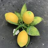 Metal candle holder vintage lemons