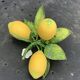 Metal candle holder vintage lemons