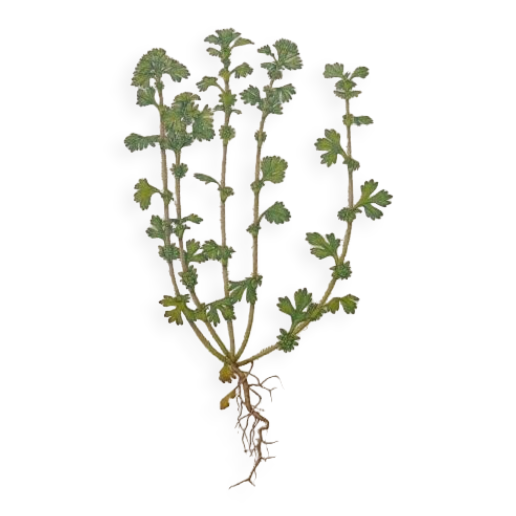 Botanical plate Alchemille