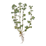 Botanical plate Alchemille