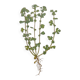 Botanical plate Alchemille