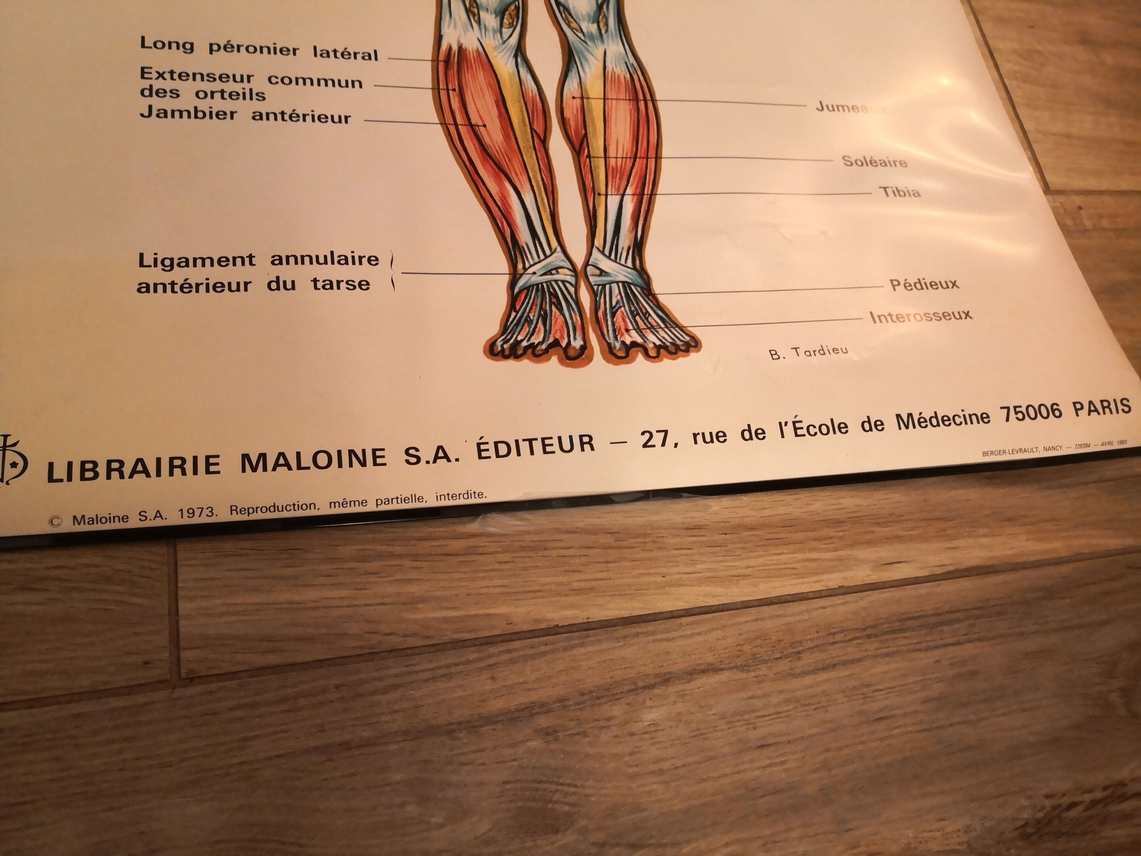 Affiche anatomique 70's