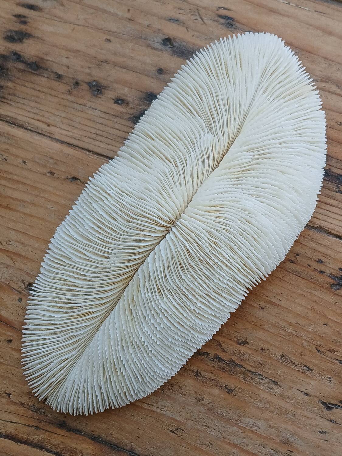 White Coral Fungia 24 cm