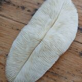 White Coral Fungia 24 cm