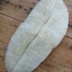 Corail blanc Fungia 24 cm