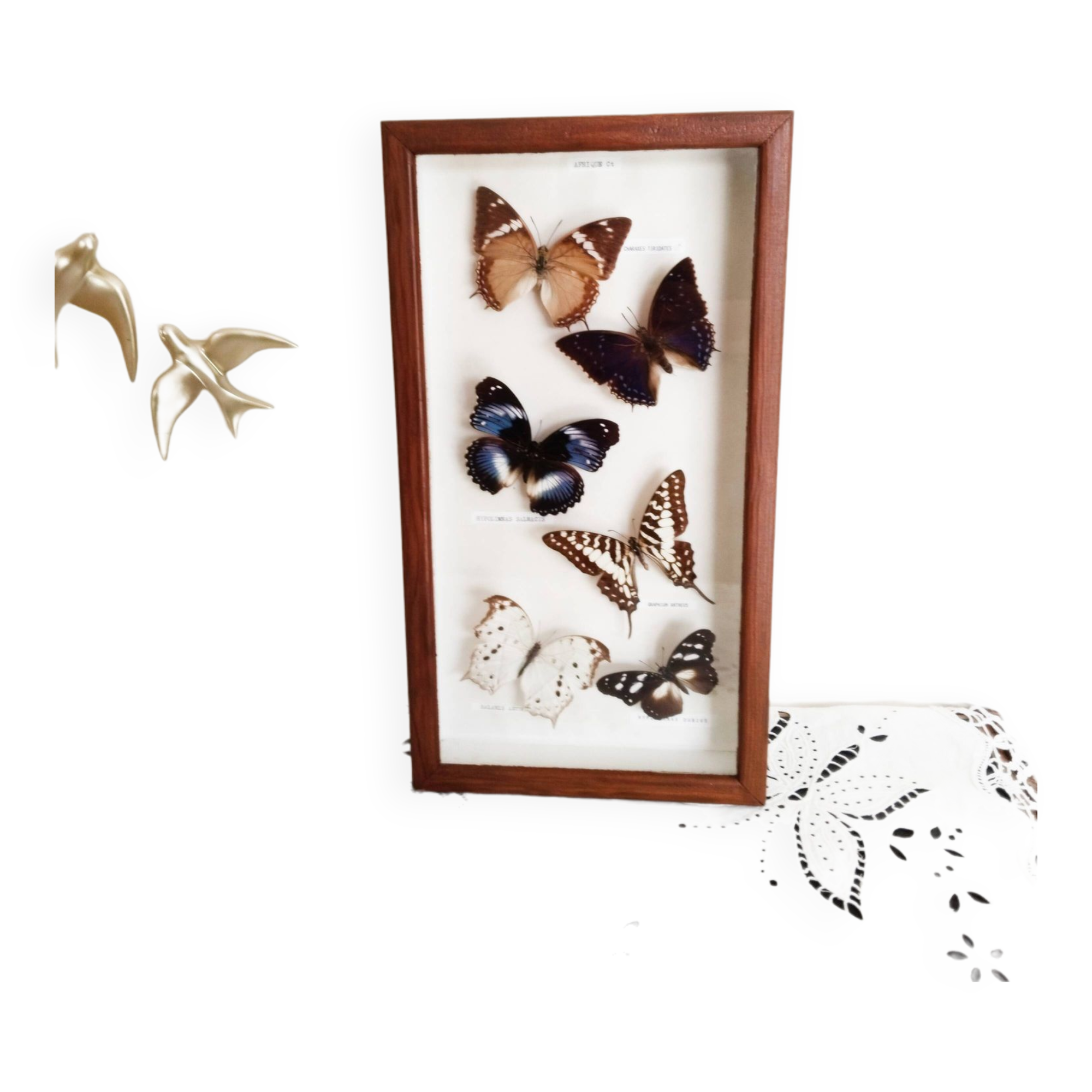 Butterflies stuffed under glass