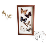 Butterflies stuffed under glass