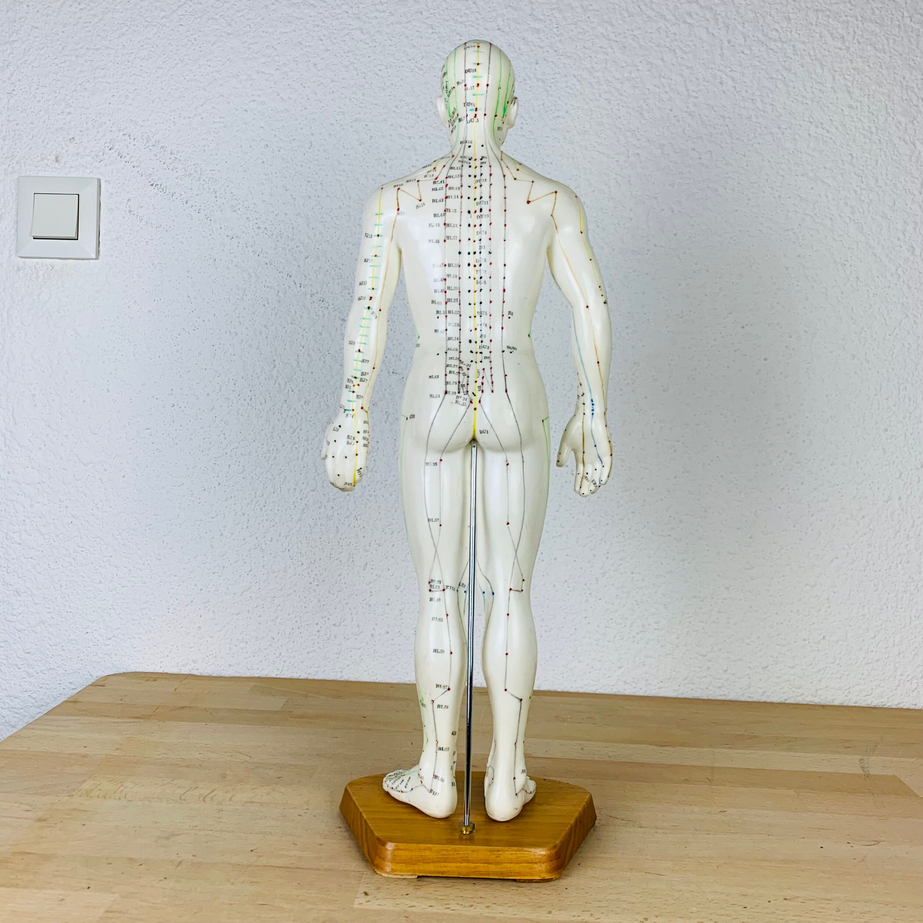Mannequin d'acupuncture vintage cabinet de curiosité