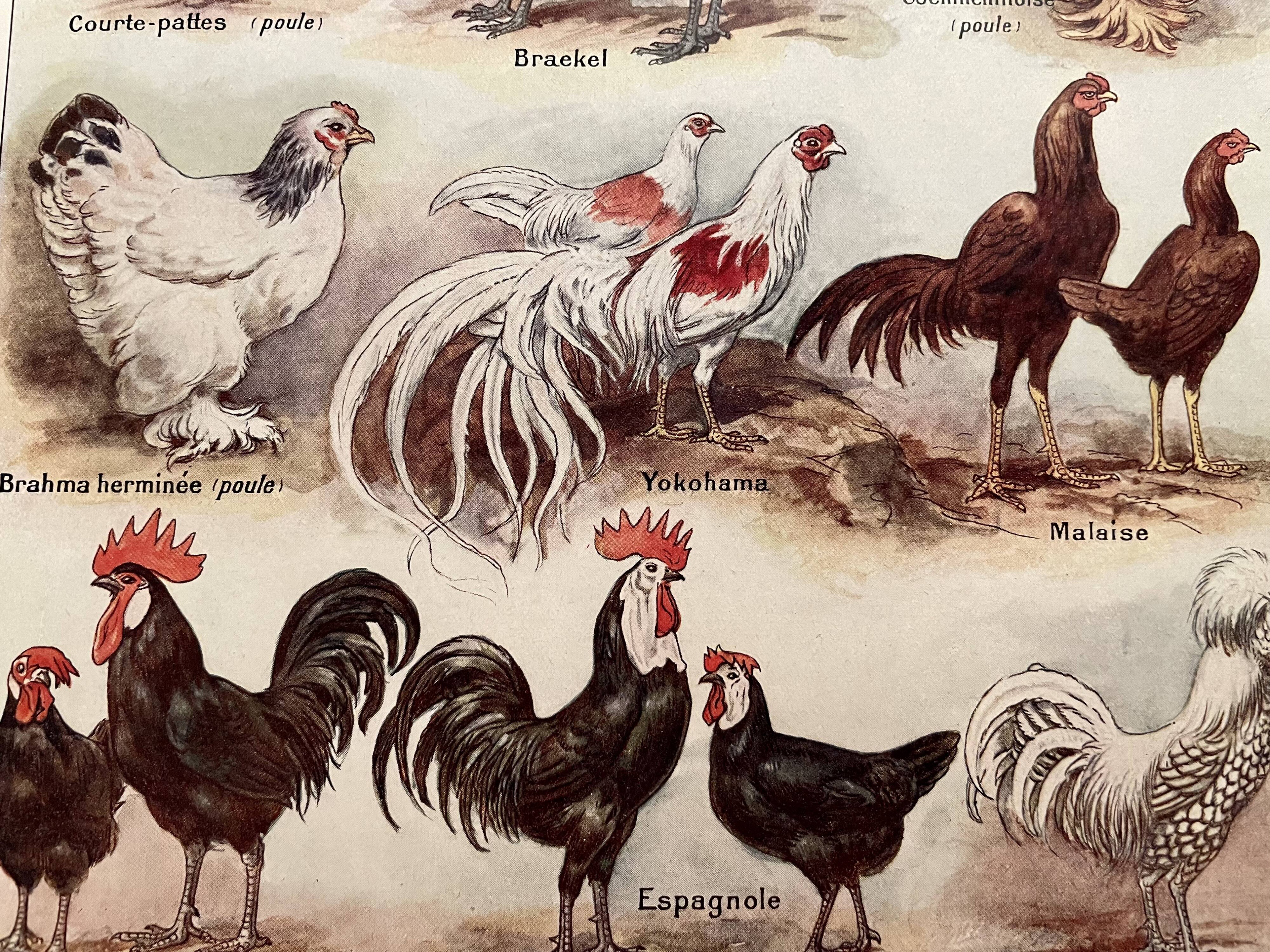 Lithograph on hens (XXXV) - 1920