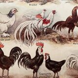 Lithograph on hens (XXXV) - 1920