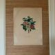 Pair of plates or botanical engravings XVIII