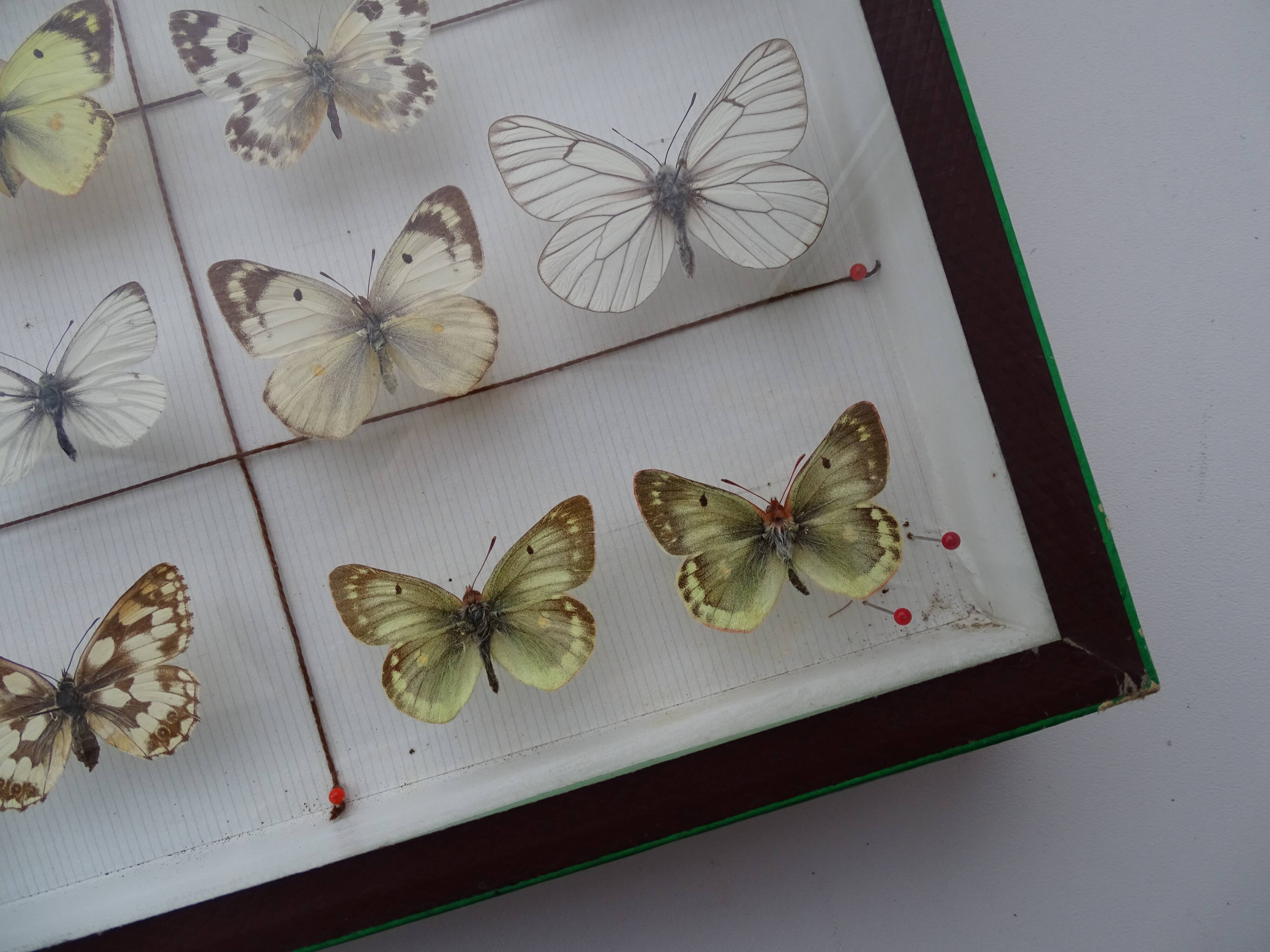 25 ancient stuffed butterflies under frame era 1930