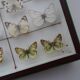 25 ancient stuffed butterflies under frame era 1930