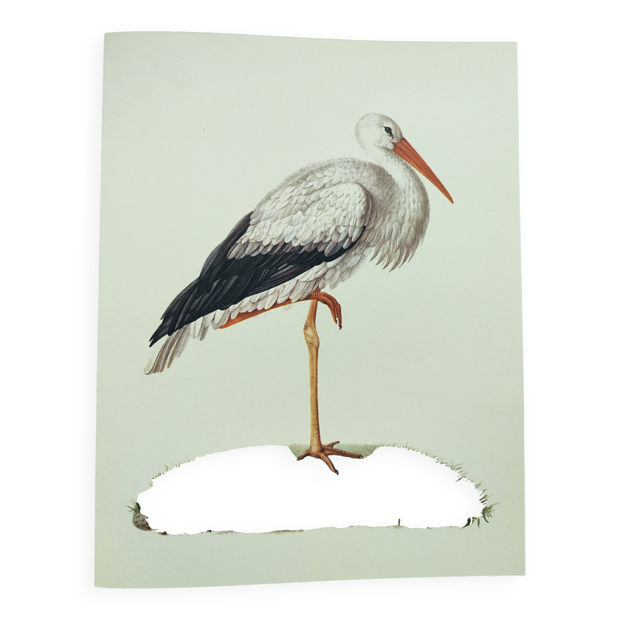 Old plate - White stork - Vintage zoological and ornithological illustration from 1970. Bird