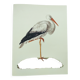 Old plate - White stork - Vintage zoological and ornithological illustration from 1970. Bird