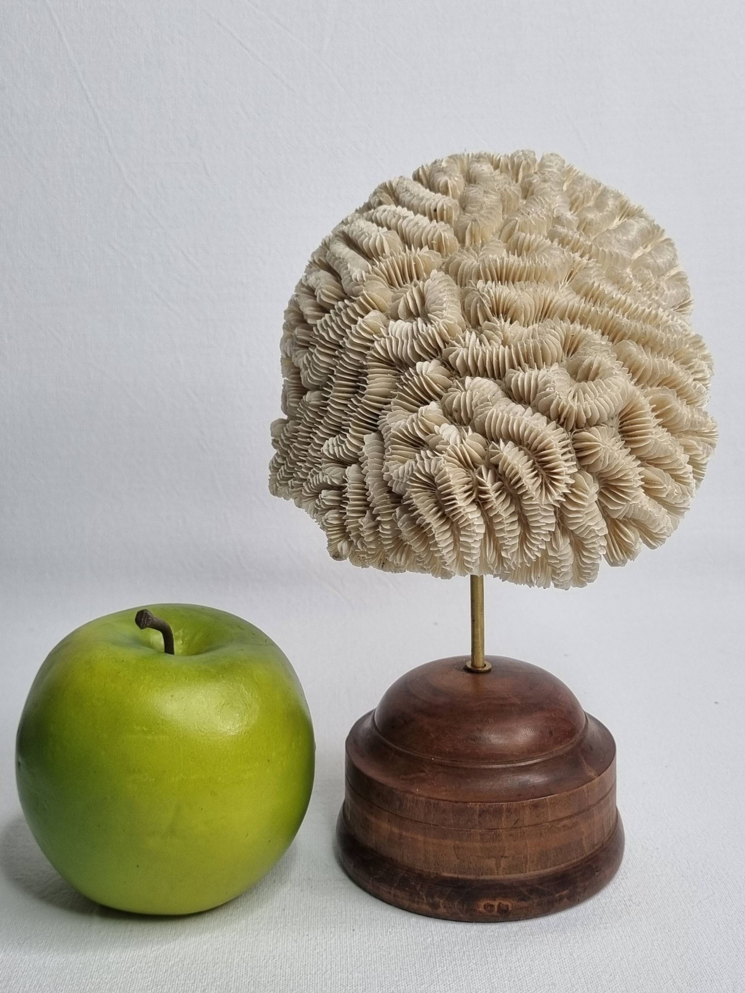 Antique Neptune coral on turned wooden base, 21 cm