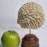 Antique Neptune coral on turned wooden base, 21 cm
