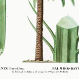 Poster about the date palm, based on an old engraving from 1802
