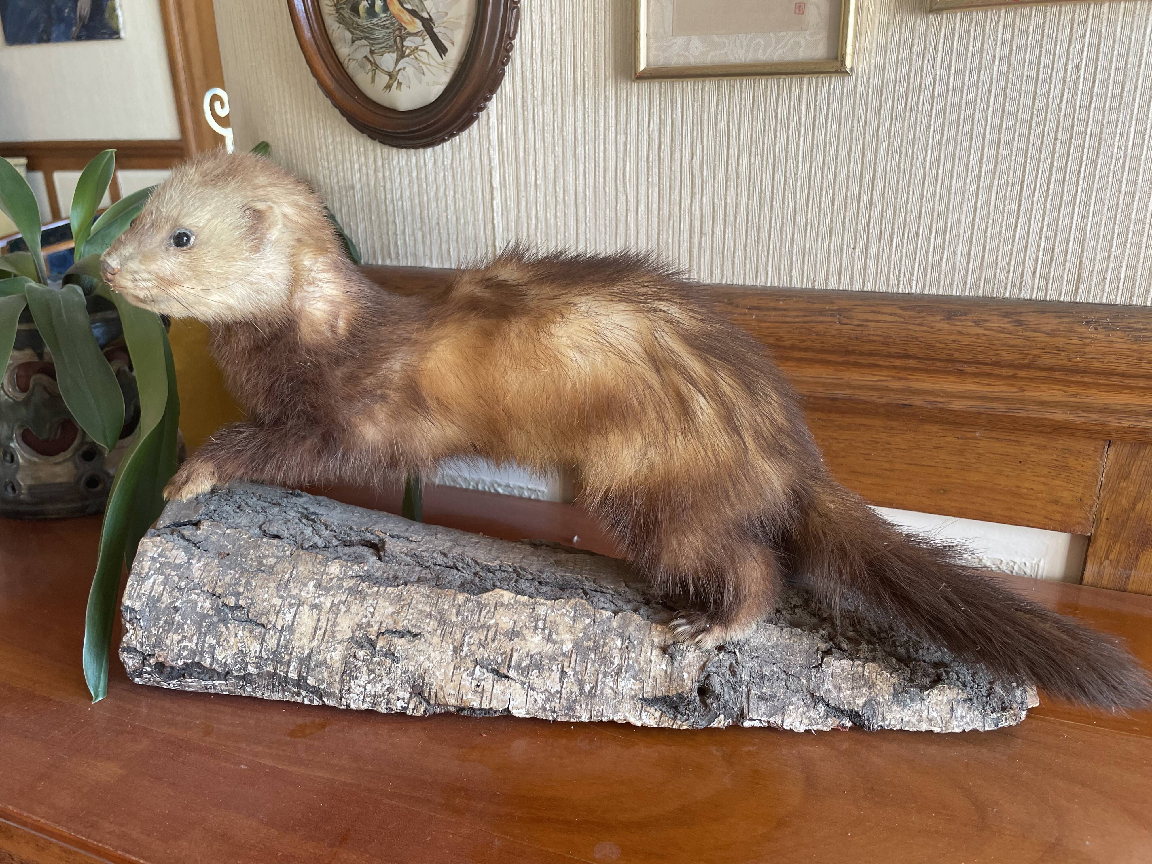 Taxidermy ferret curiosity cabinet