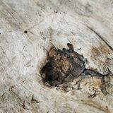 Vintage washing table