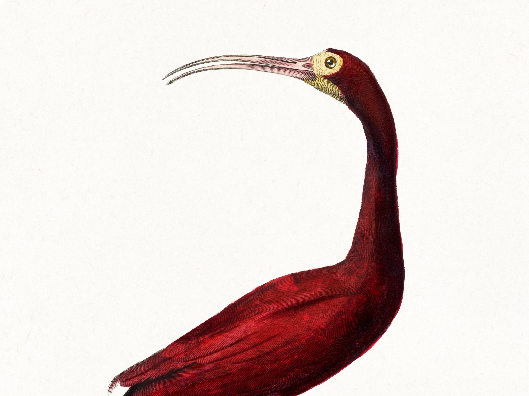 Affiche sur l'ibis écarlate, d'après une gravure ancienne de 1842.