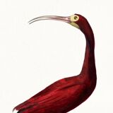 Poster about the scarlet ibis, based on an old engraving from 1842.
