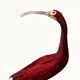 Poster about the scarlet ibis, based on an old engraving from 1842.