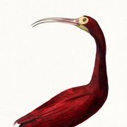 Affiche sur l'ibis écarlate, d'après une gravure ancienne de 1842.