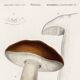 Poster about the Bordeaux cep mushroom, based on an old engraving from 1849.