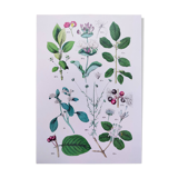 Affiche sur les plantes d'après une gravure de 1881 "fusain"