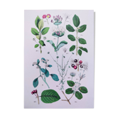 Poster on plants based on an 1881 "charcoal" engraving