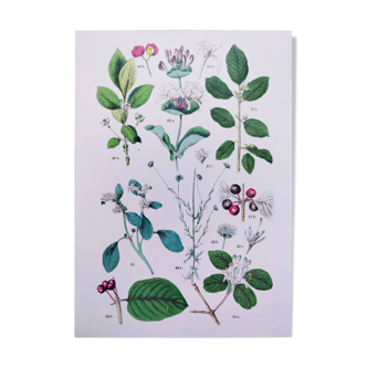 Poster on plants based on an 1881 "charcoal" engraving